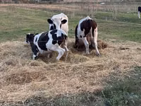 Vaca, Ganado vacuno — foto 3