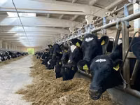 母牛, Holstein breed — 照片 2