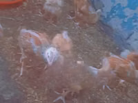 Chickens — Foto 1