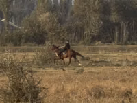Mare, French Trotter — photo 4