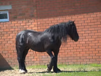 Stute, Vladimir heavy draft — Foto 4