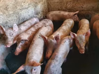 Schweine (Partie, Geschlecht nicht angegeben), Schweine — Foto 2