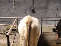 भेड़, Dala sheep — फ़ोटो 2