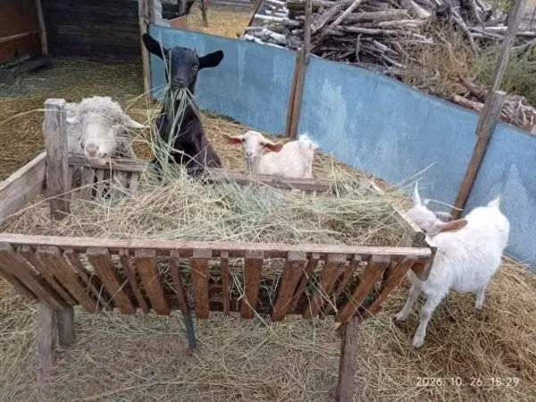 Cabra, Cabras