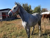 घोड़ा, Friesian sport horse — फ़ोटो 5