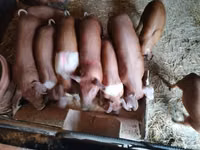 Schweine (Partie, Geschlecht nicht angegeben), Schweine — Foto 2