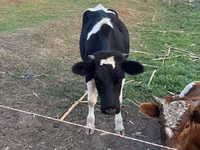 Vaca, Ganado vacuno — foto 4