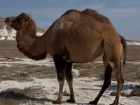 ऊँटनी, Kazakh Bactrian camel — फ़ोटो 3