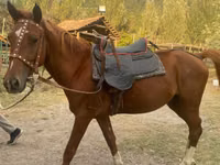 Hengst, Karabakh horse — Foto 3