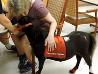 母马, Miniature horse — 照片 7