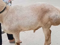 मेढ़ा, Aland sheep — फ़ोटो 4