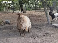 Ram, Racka sheep — photo 2
