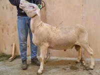 Carnero, Lacaune sheep — foto 1