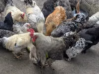 Turkeys — photo 2