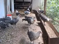 ब्रेकल — फ़ोटो 3