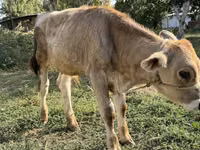 सांड, Swiss cattle — फ़ोटो 1