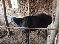 मेढ़ा, Arashan sheep — फ़ोटो 4