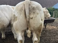 Toro, Charolais cattle — foto 2