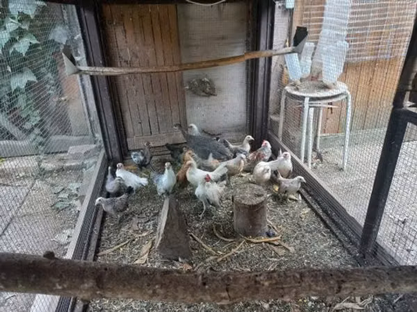 Dutch Bantam