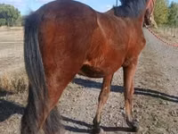 حصان, Hungarian horse breed — الصورة 3