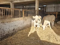 गाय, Charolais cattle — फ़ोटो 4