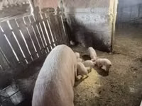 मादा सूअर — फ़ोटो 2