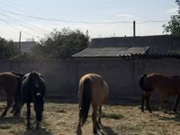 فرس, الخيول — الصورة 2