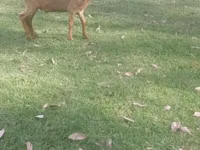 Goats (batch, sex not specified), Goats — photo 2