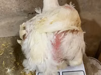 Chickens — photo 4