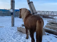 घोड़ा, Yakutian horse — फ़ोटो 1