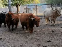 Vaca, Highland — foto 1