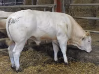 Bulle, Blonde d’Aquitane cattle — Foto 5