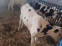 ثور, Russian Black pied cattle — الصورة 6