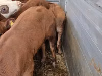 Bovinos (lote, sexo no especificado), Ganado vacuno — foto 5