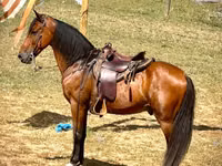 Horse (M), Tennessee Walking Horse — photo 4