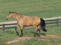 فرس, Missouri foxtrotter — الصورة 2