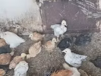 Chickens — الصورة 4