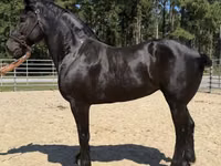 Stute, Percheron — Foto 1