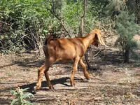 عنزة, الماعز — الصورة 6