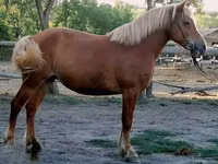 Stute, Haflinger — Foto 4