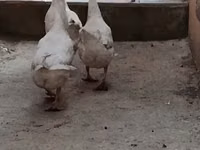 Geese — foto 3
