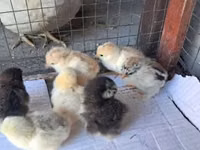 Pekin-Zwerg — Foto 5