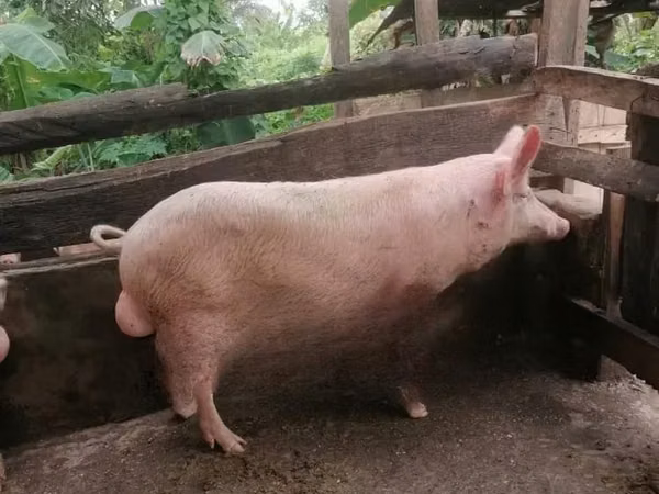Pigs (batch, sex not specified), Pigs