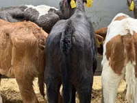 Bovinos (lote, sexo no especificado), Simmental cattle — foto 5