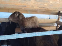 भेड़, Arabi sheep — फ़ोटो 4