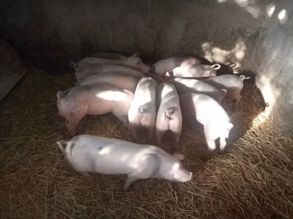 Säue, Schweine