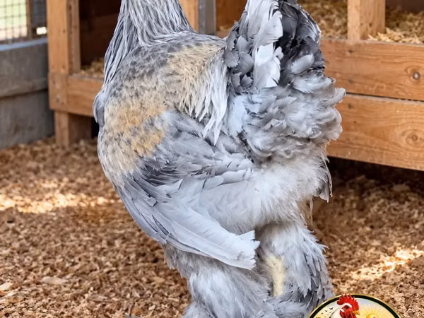Brahma