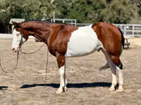 घोड़ा, American paint horse — फ़ोटो 2