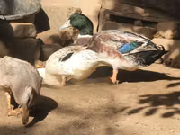 रूएन — फ़ोटो 8