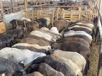भेड़, Krasnoyarsk sheep — फ़ोटो 3